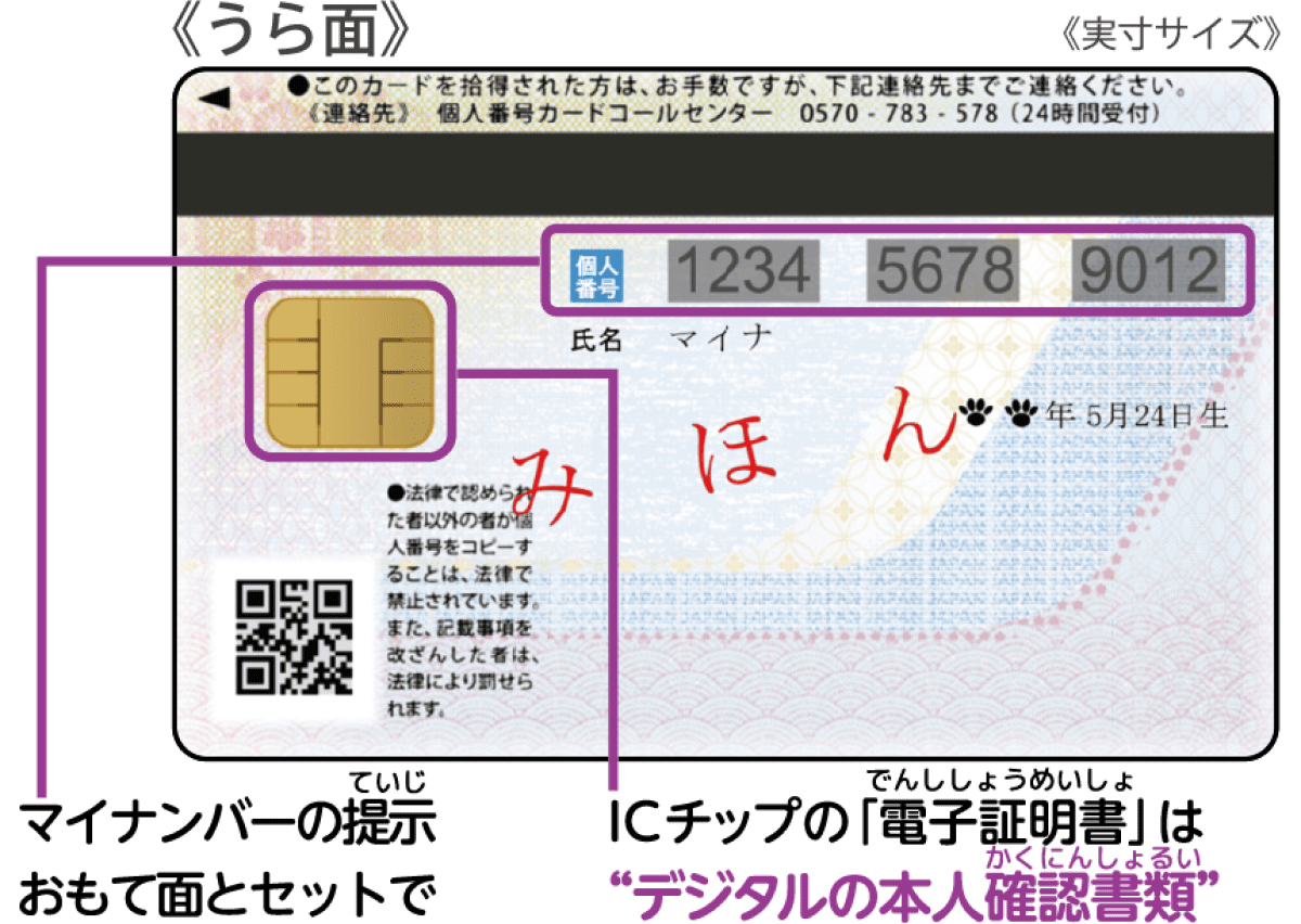 マイナンバーカードのうら面に記載されたマイナンバーはおもて面の写真とセットで提示、ICチップに記録された「電子証明書」はデジタルの本人確認書類